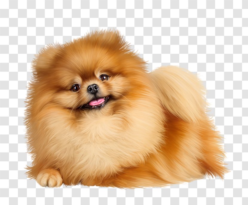 Pomeranian German Spitz Klein Puppy Pug - Information - Boo Transparent PNG