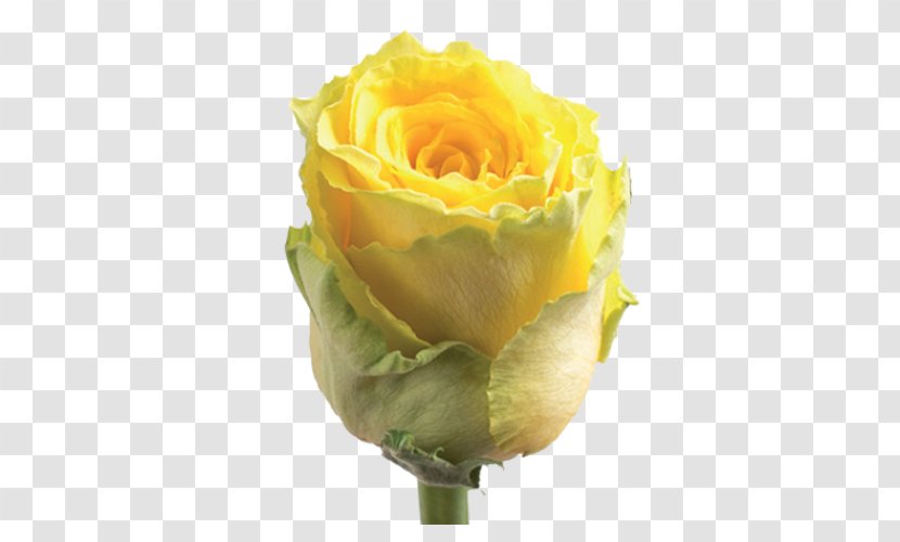 Garden Roses Cut Flowers Centifolia Floribunda - Rose Order - Good Times Transparent PNG