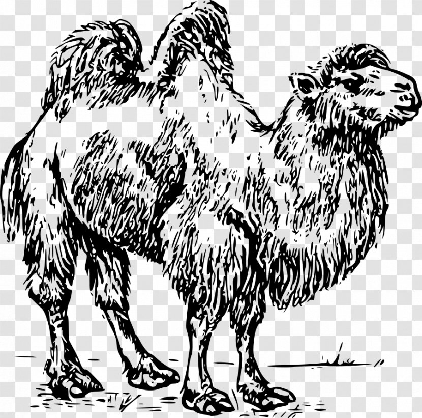 Bactrian Camel Dromedary Clip Art - Terrestrial Animal - Camels Transparent PNG