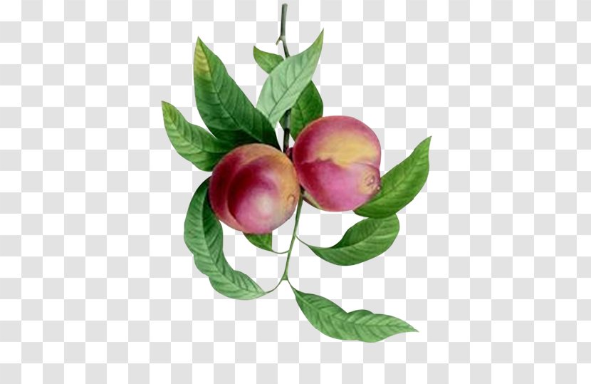 Fruit Peach Plum Food Apple - Passion Transparent PNG