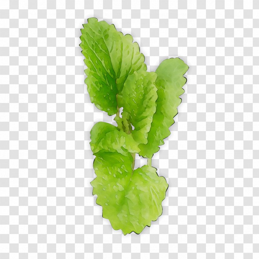 Spring Greens Romaine Lettuce Herbalism - Leaf Vegetable Transparent PNG
