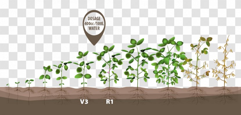 Growing Soybeans Crop Green Bean - Herb - Plant Growth Stages Transparent PNG