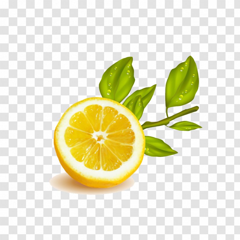 Lemon Lime Fruit Illustration - Yellow - Cut Transparent PNG