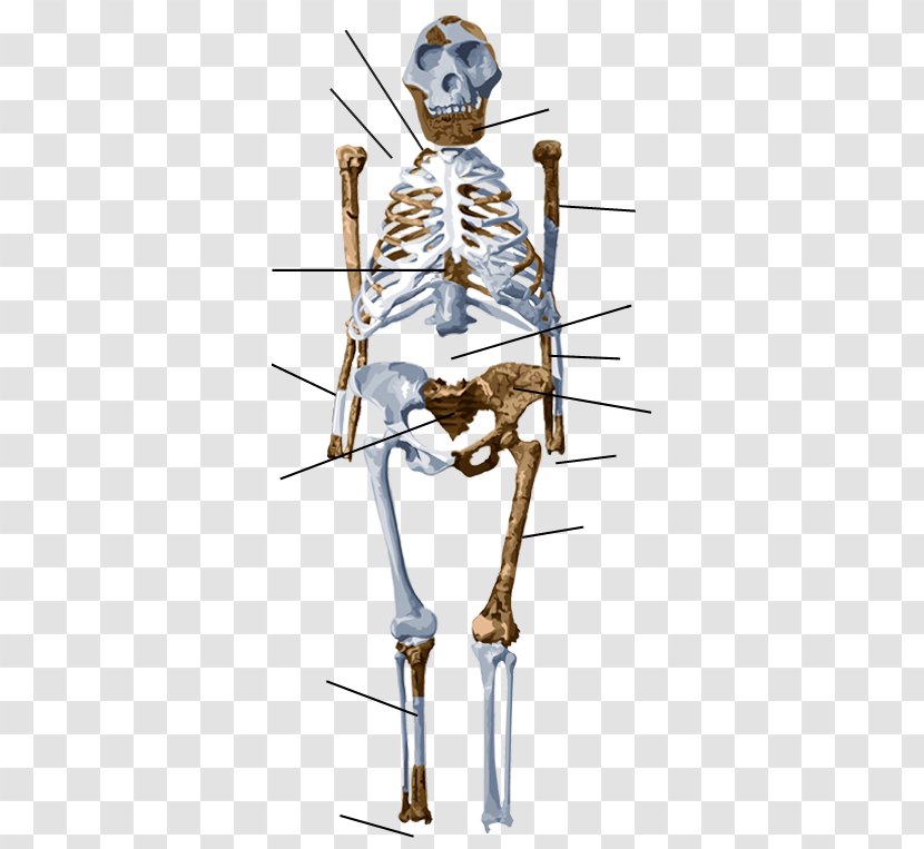 Chimpanzee Australopithecus Afarensis Lucy Human Skeleton - Neck - Anatomy Transparent PNG