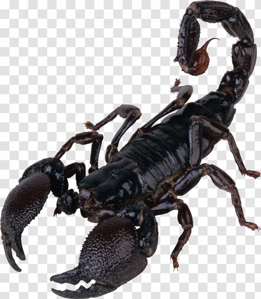 Scorpion Clip Art - Invertebrate Transparent PNG