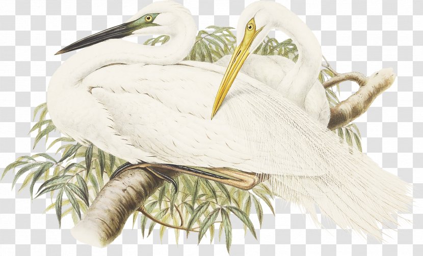 A White Heron Longevity - Crane Transparent PNG
