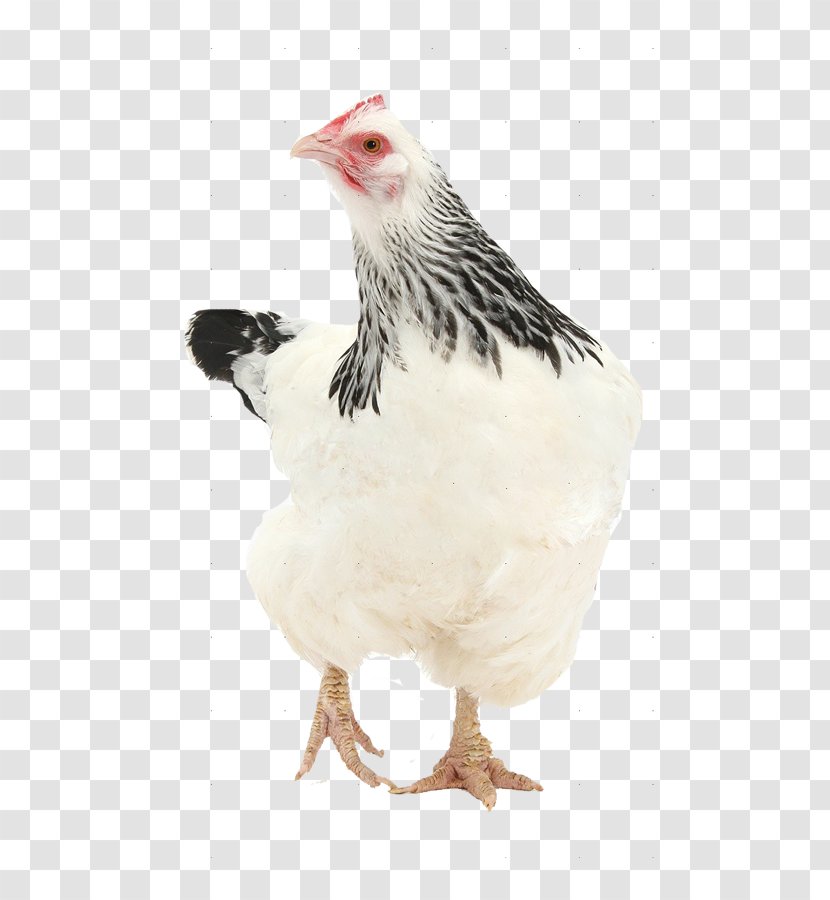 Rooster Sussex Chicken Frizzle Bantam Hen - Pen Transparent PNG