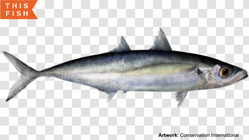 Sardine Thunnus Mackerel Scad Fish Products - Organism Transparent PNG