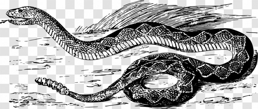 Rattlesnake Vipers Venomous Snake - Drawing Transparent PNG