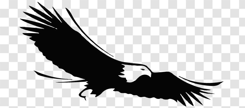 Bald Eagle Image Logo Printing - Bird Of Prey Transparent PNG