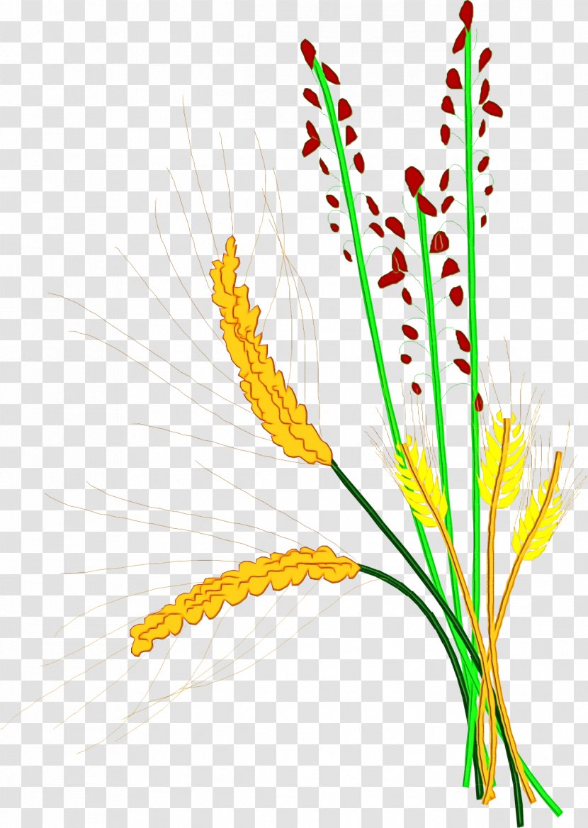 Plant Flower Yellow Grass Family Flowering - Paint - Stem Pedicel Transparent PNG