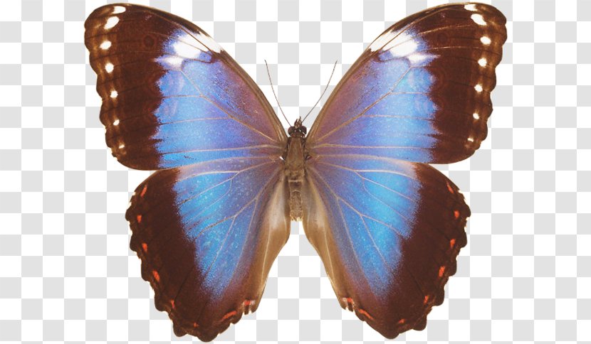 Brush-footed Butterflies Butterfly Common Blue Morpho Insect Gossamer-winged - Brushfooted Transparent PNG