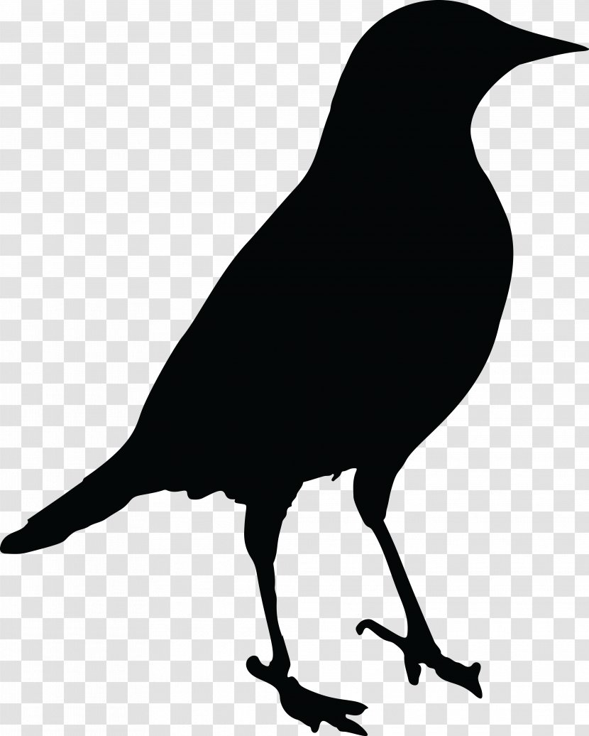 Common Blackbird Drawing Clip Art - American Crow - Bird Transparent PNG