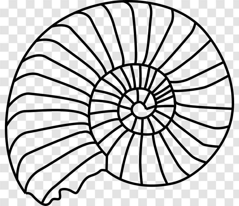 Ammonites Jurassic Coast Ravelry Clip Art - Fossil Cliparts Transparent PNG