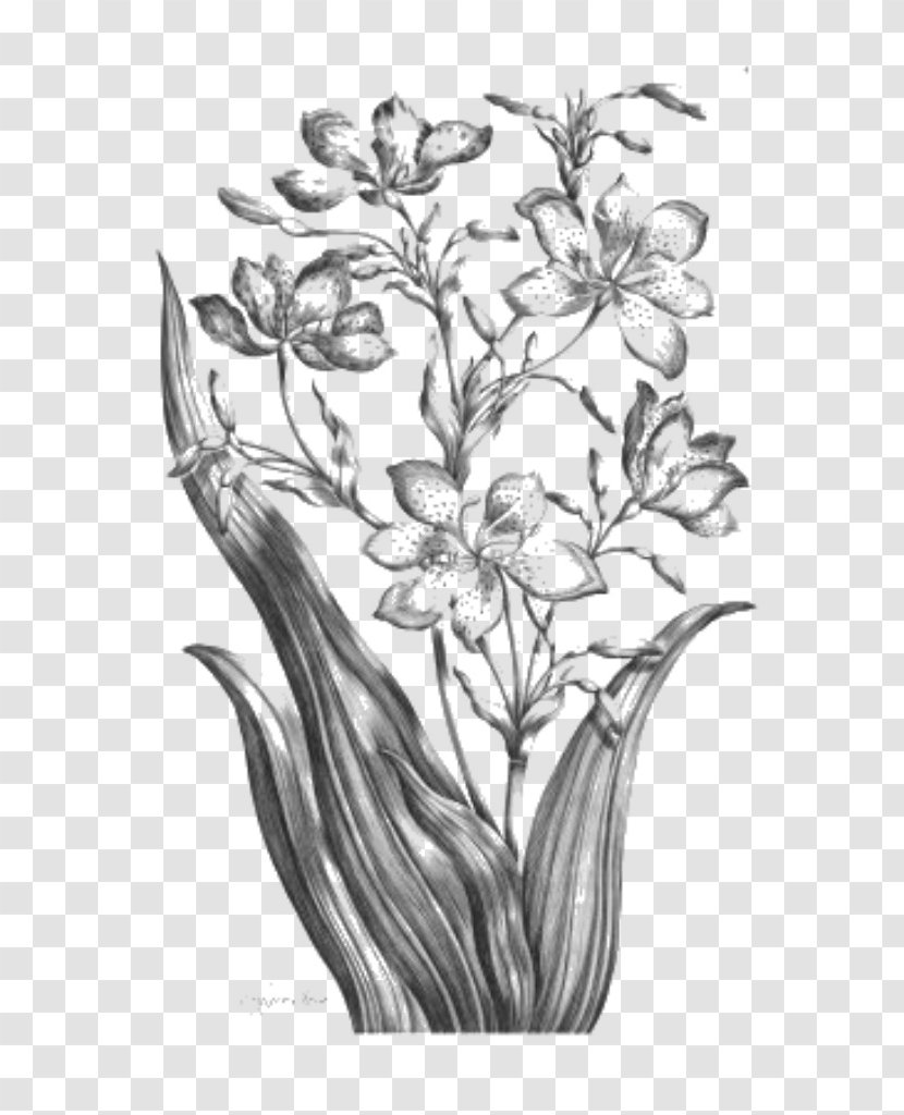 Twig Floral Design Leaf Sketch - Look Alike Day Transparent PNG