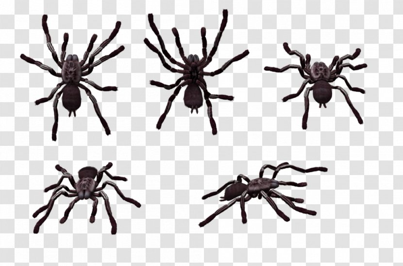 Skeleton Tarantula Spider Clip Art - Brachypelma Vagans Transparent PNG