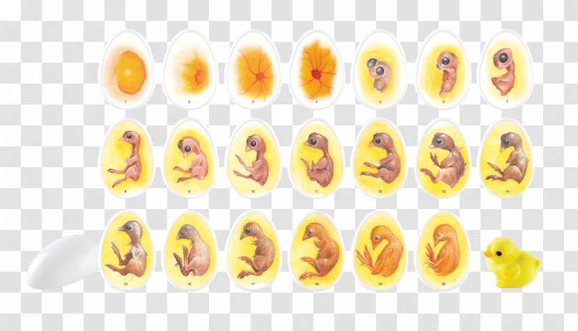 Chicken Egg Biological Life Cycle Candling Incubator - Embryo Transparent PNG