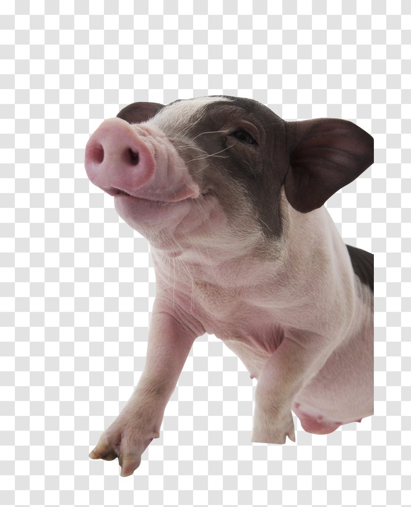 Pet Dog Photography - Pig - Smiling Transparent PNG