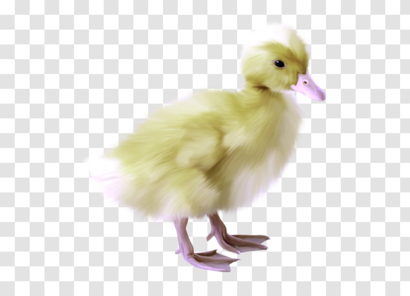Duck Goose Chicken Bird Clip Art - Wing Transparent PNG