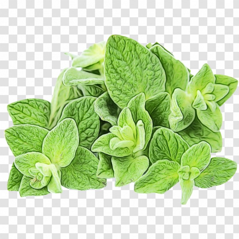 Leaf Plant Flower Herb Flowering - Paint - Food Tatsoi Transparent PNG