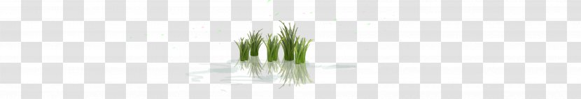 Green Grasses Line Tree Plant Stem - Rice Paddy Transparent PNG