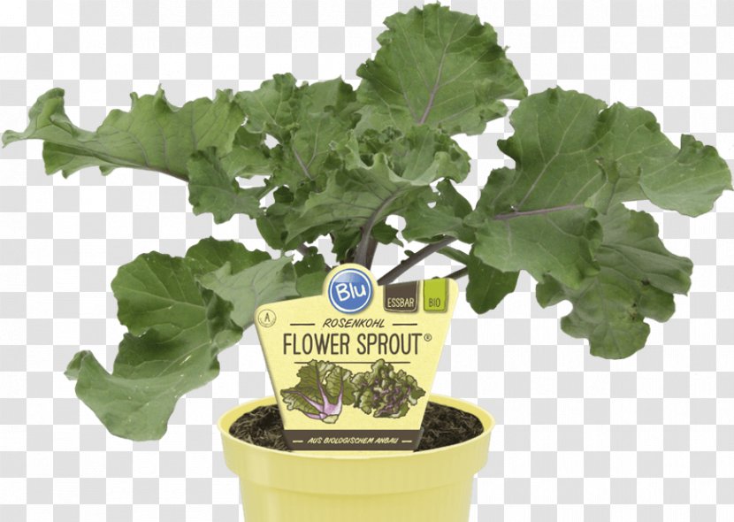 Spring Greens Brussels Sprout Kale Vegetable Sprouting Transparent PNG