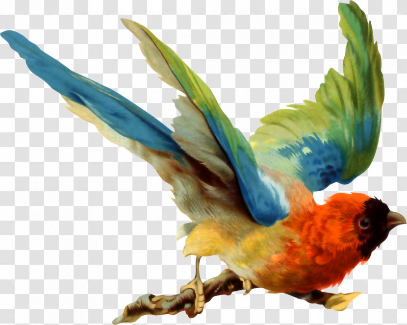 Bird Parrot Drawing - Rosella - Birds Transparent PNG