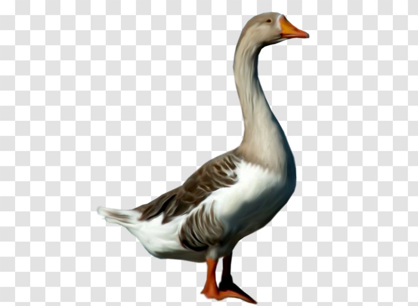 Greylag Goose Duck Clip Art - Wildlife Transparent PNG