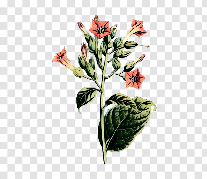 World Wide Web - Plants - Daphne Ginger Family Transparent PNG