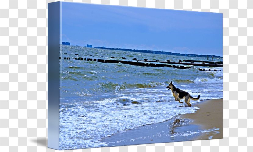 Dog Shore Gallery Wrap Sea Canvas - Inlet Transparent PNG