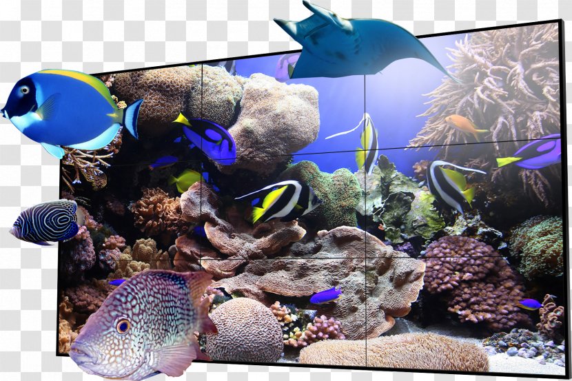 Coral Reef Fish Drawing Ecosystem - Deepwater - 3d Tv Transparent PNG