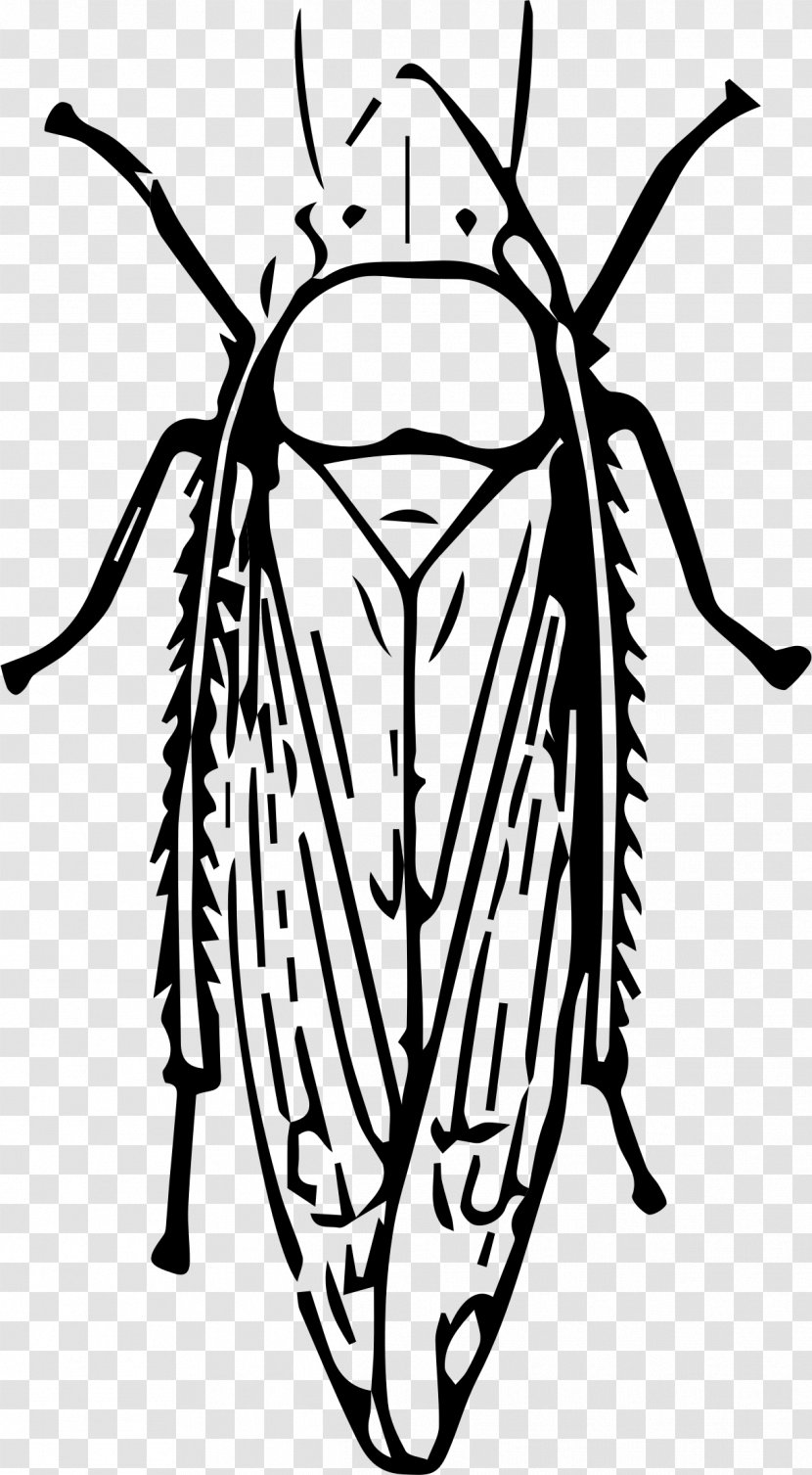 Insect Leafhopper Clip Art - Drawing - Sterilized Viruses Transparent PNG