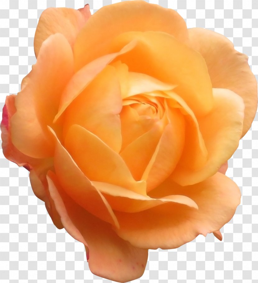 Centifolia Roses Orange Cut Flowers Garden - Blume - Flower Transparent PNG