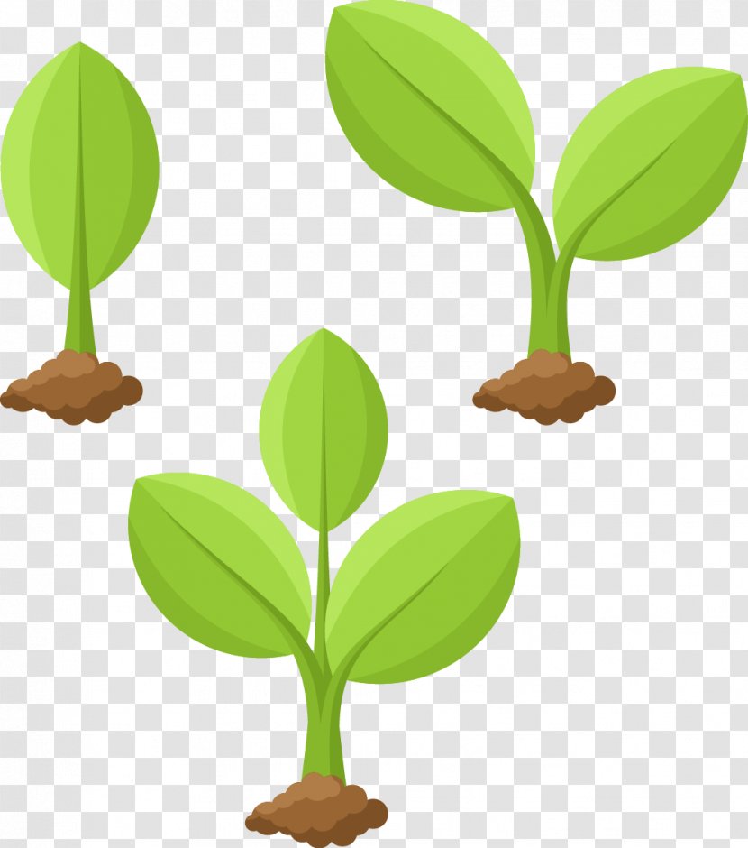 Plant Cartoon Illustration - Tree - Vector Growing Transparent PNG