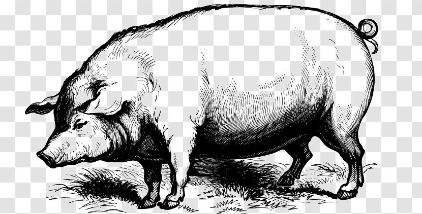 Domestic Pig Drawing - Terrestrial Animal - Bbq Transparent PNG