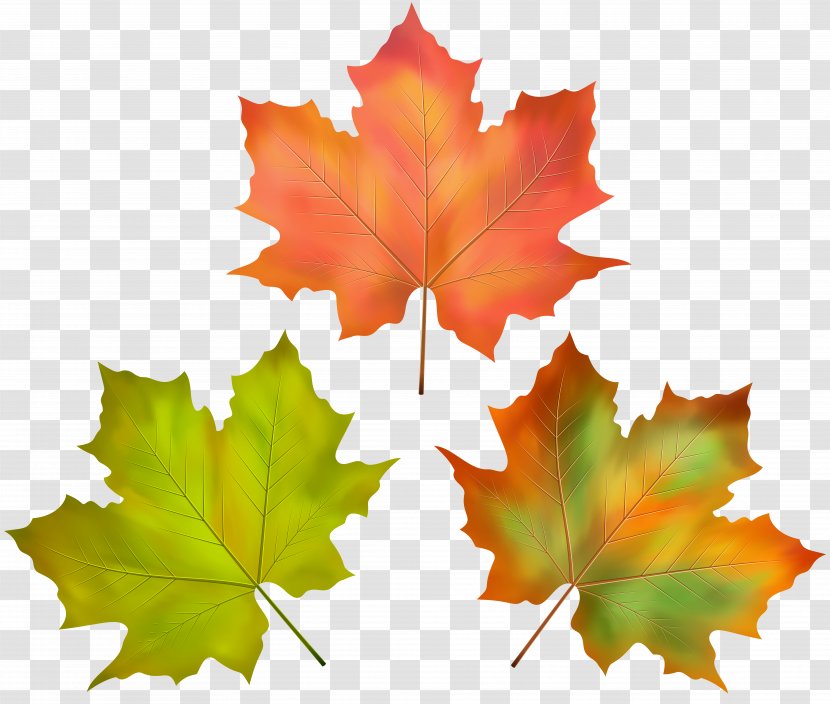 Autumn Maple Leaf Image - Composition - Collapse Badge Transparent PNG