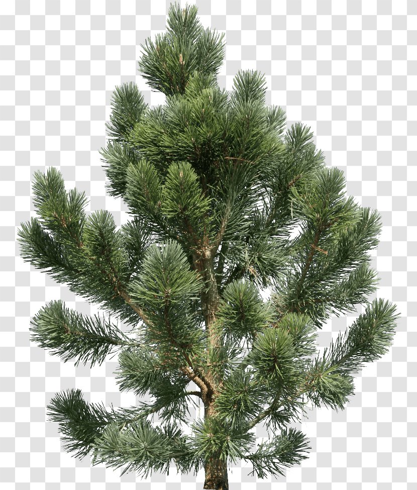 Fir Pine Tree - Conifer - Fir-Tree Image Transparent PNG