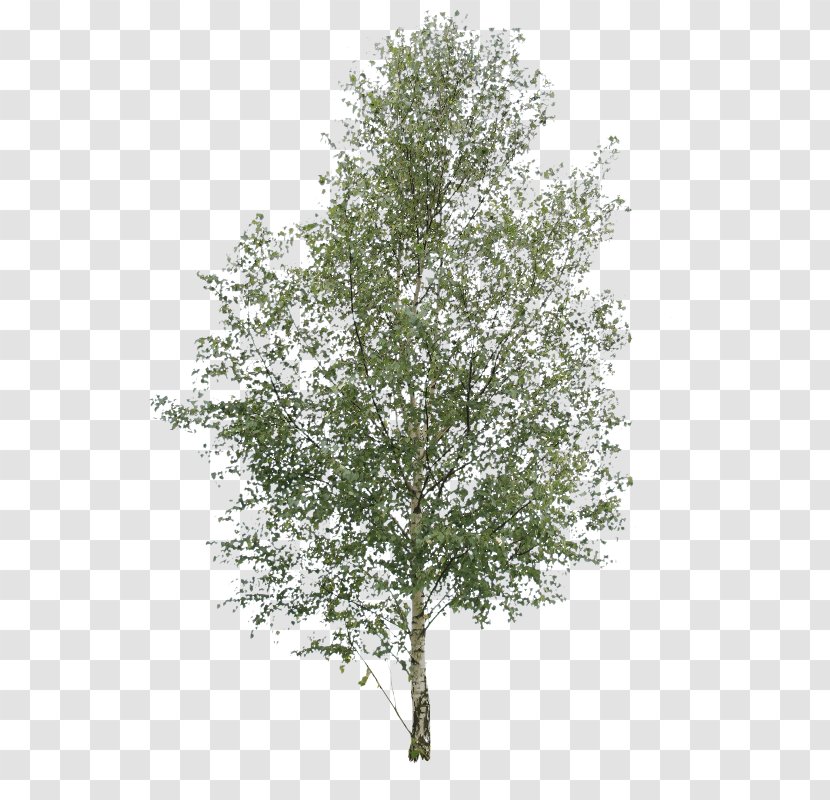 Paper Birch Tree Oak Pine Elm - Curly Transparent PNG