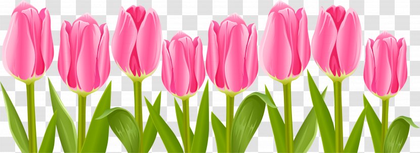 Tulip Flower Clip Art Transparent PNG