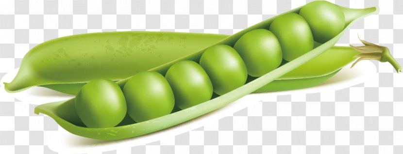 Snow Pea Euclidean Vector Stock Illustration Vegetable - Legume - Peas Material Transparent PNG