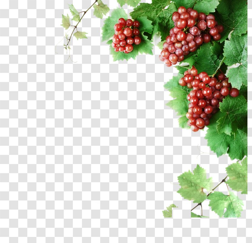 Cabernet Franc Wine Grape Vine Clip Art - Tree Transparent PNG