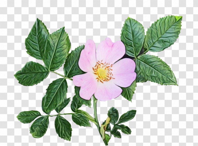 Pink Flower Cartoon - French Rose - Rosa Palustris Cinquefoil Transparent PNG