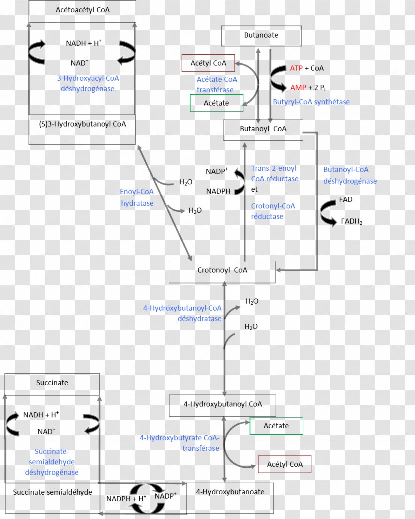 Acetoacetyl-CoA Butyric Acid Metabolism Coenzyme A - Diagram Transparent PNG