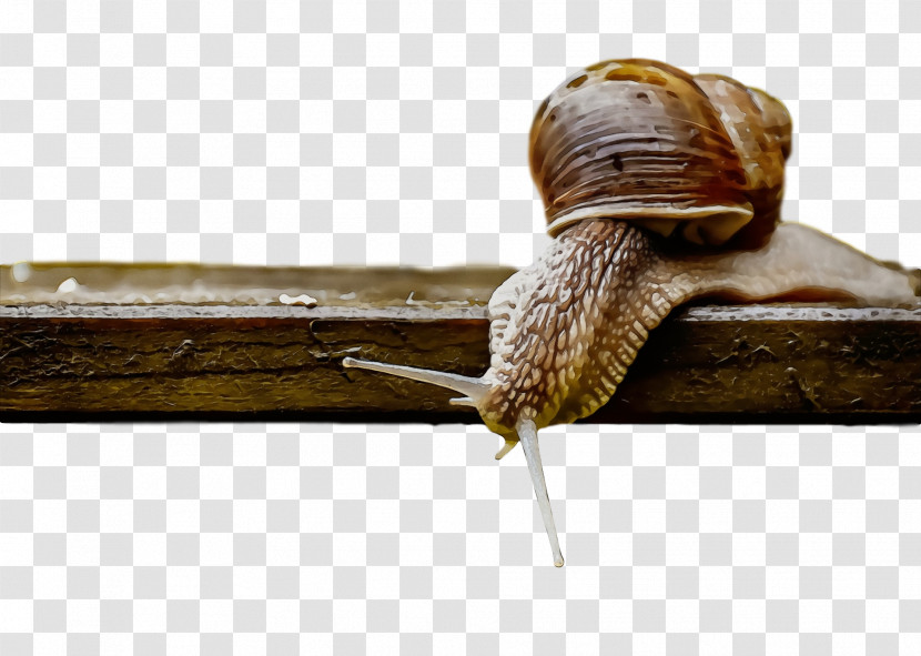 Slug Snail Transparent PNG