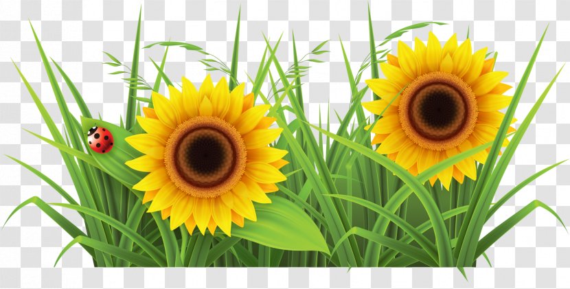 Weed Garden Lawn Clip Art - Yellow - Sunflower Transparent PNG
