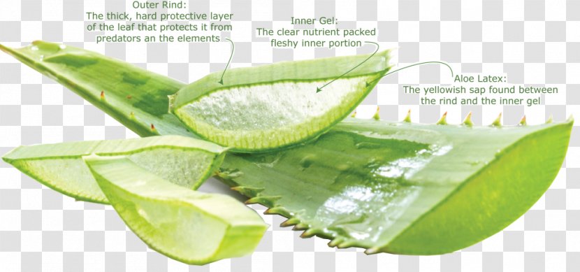 Aloe Vera Arborescens Nutrient Leaf Gel - Lime Transparent PNG