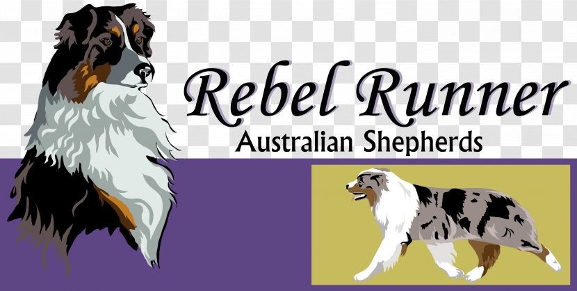 Australian Shepherd Dog Breed German Companion Transparent PNG