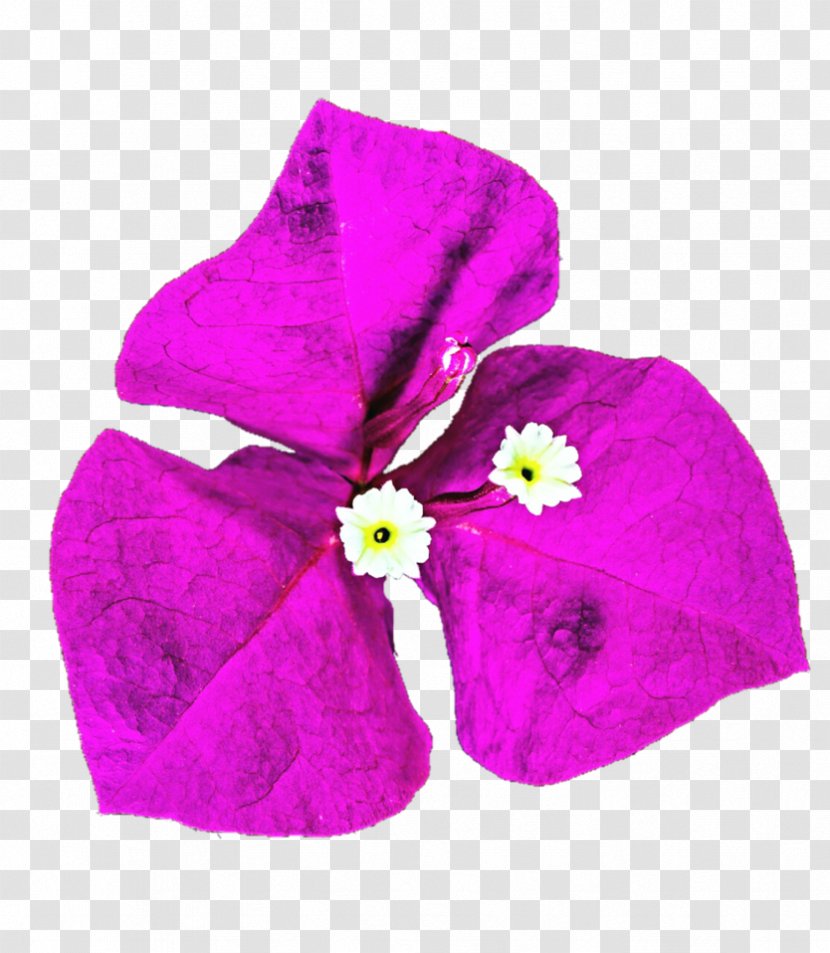 Violet Family - Flower - Bougainvillea Transparent PNG