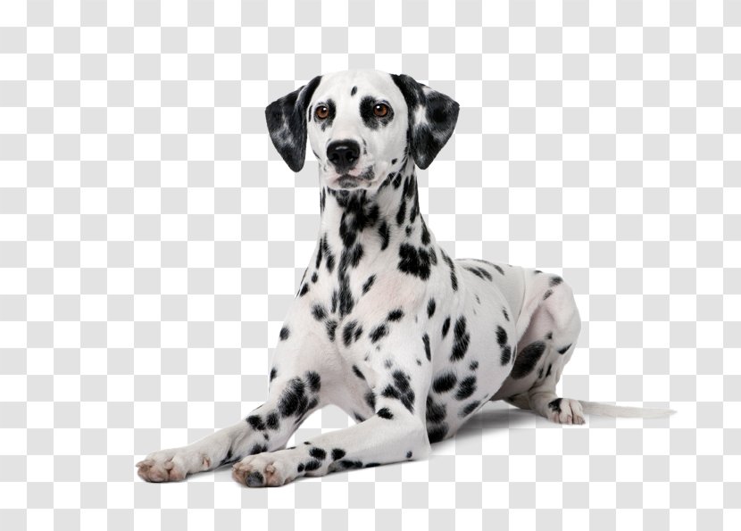Dalmatian Dog Puppy Boston Terrier Police - Mammal Transparent PNG