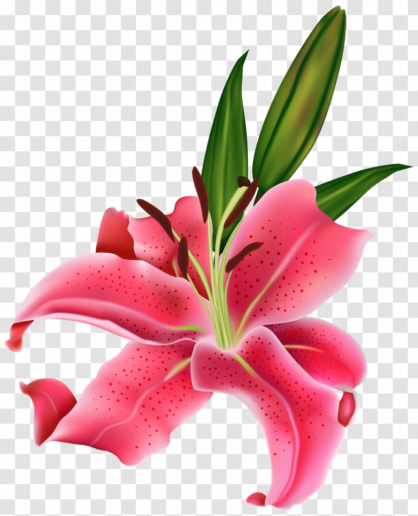 Tiger Lily Easter Arum-lily Flower Clip Art - Rasterisation - Pink Transparent PNG